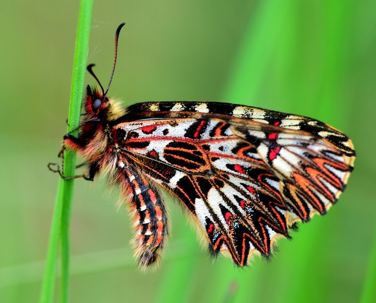 Zerynthia (Zerynthia) polyxena